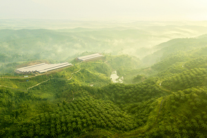 How the palm oil industry is cleaning up its game