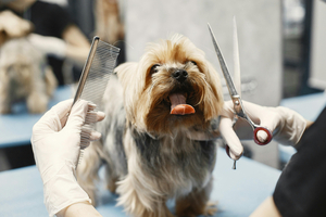 How to formulate a fur-friendly pet mist