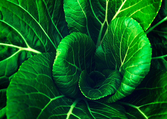 How will the EU’s new organic rules hit beauty?