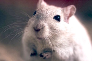 HSI teams up with H&M for animal testing pledge