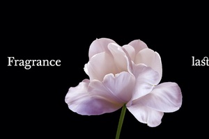 Human stories of perfume celebrated in Fragrance Foundation UK’s first campaign