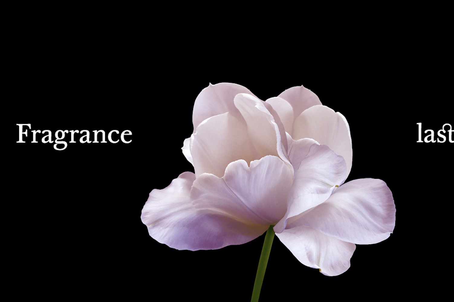 Human stories of perfume celebrated in Fragrance Foundation UK’s first campaign