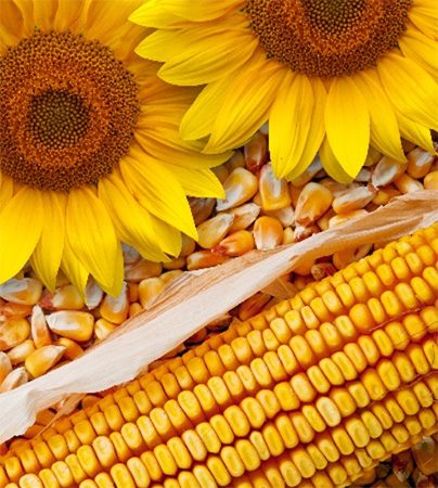 HydraSynol IDL: A smart barrier recovery and anti-ageing ingredient