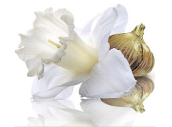 IBR-Dormin benefits for oily, acne prone skin