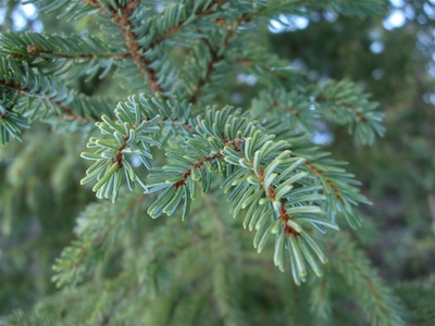IFF-Lucas Meyer invests in Canada's Bio ForeXtra