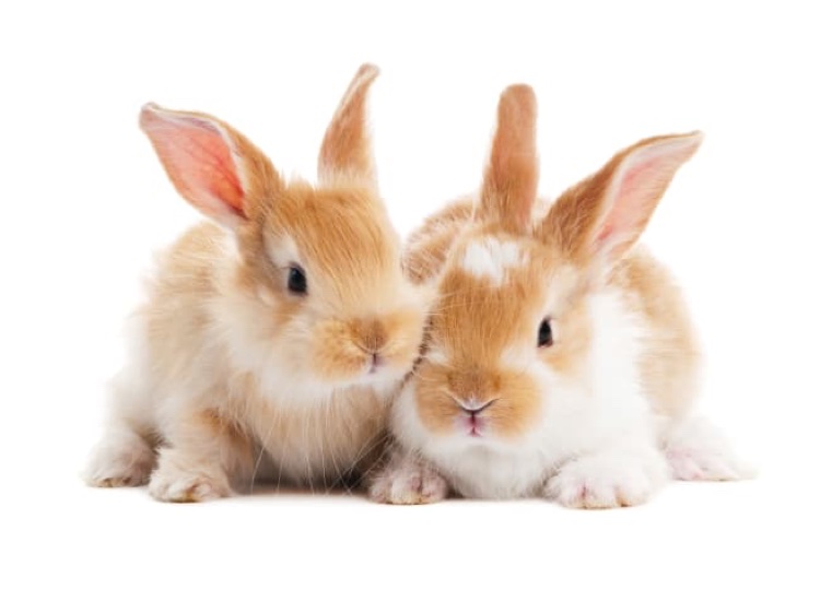 IIVS joins working group to find animal testing alternatives in China
