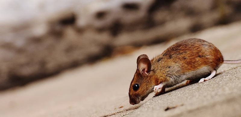 Illinois becomes latest state to ban animal testing for cosmetics