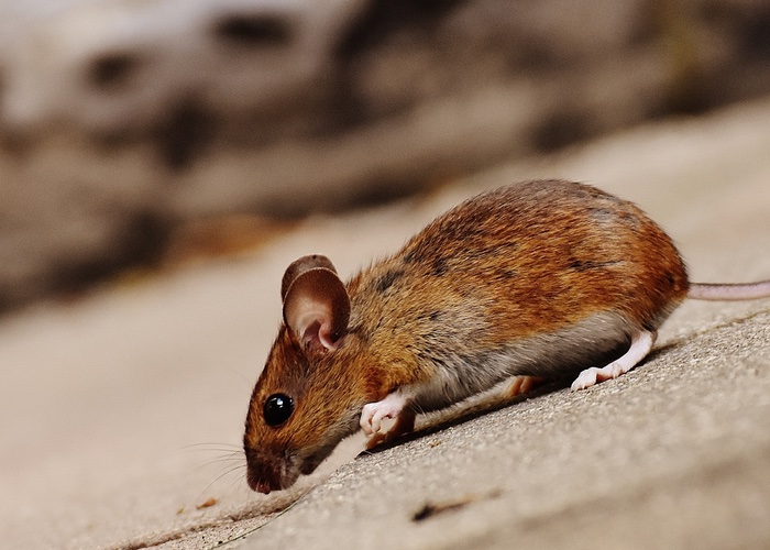 Illinois becomes latest state to ban animal testing for cosmetics
