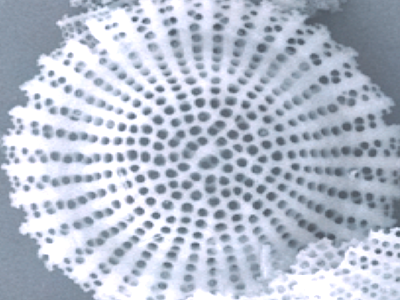 Imerys launches highly absorbent ImerCare