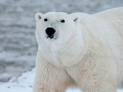 Impact of parabens traced to dolphins and polar bears