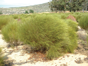 <i>Rooibos – popular as a tea and as a cosmetic ingredient in South Africa</i>
