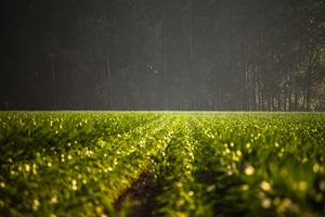 In-house farming solves sourcing concerns in Japan