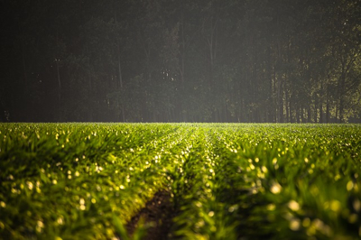 In-house farming solves sourcing concerns in Japan