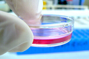In vivo, ex vivo and in vitro cosmetics testing protocols