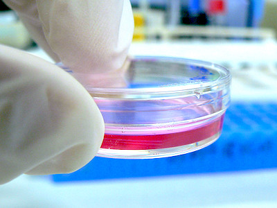 In vivo, ex vivo and in vitro cosmetics testing protocols