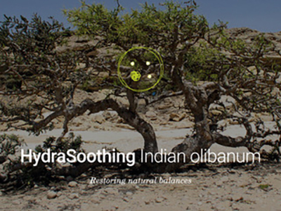 Indian olibanum cells to take care of dry and irritated skin