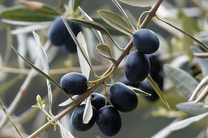 Industry reports name BioAktive as a key player in olive squalane