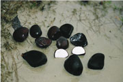 <i>Andiroba fruit</i>