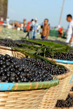 <i>Açai</i>