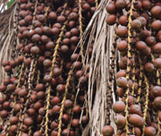 Ingredients – indigenous innovation