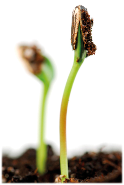 Ingredients – it’s all in the bud