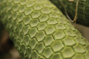 Ingredients – natural diversity