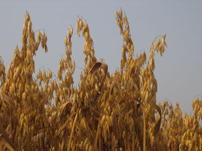 Ingredients – the humble oat comes of age