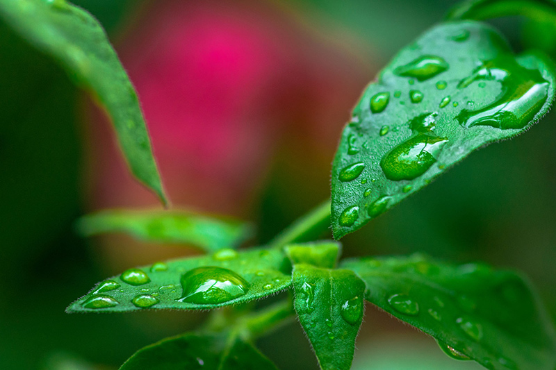 INOLEX offers RSPO certified mass balance palm across full product line