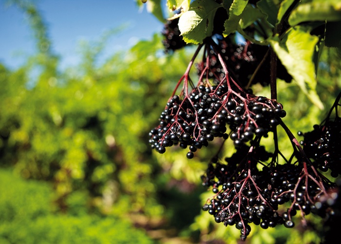 Iprona harnesses the power of black elderberries for its new industry ingredient 

