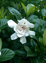 IRB's gardenia jasmine provides a collagen boost
