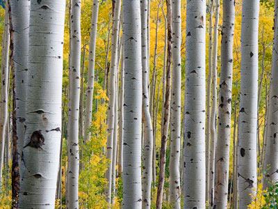 Is birch water the next big trend in beauty?