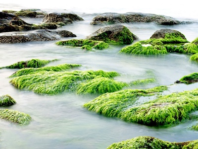 Is microalgae the next big thing in cosmetics?