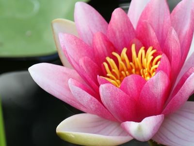 Is sacred lotus flower the key to ageing successfully?
