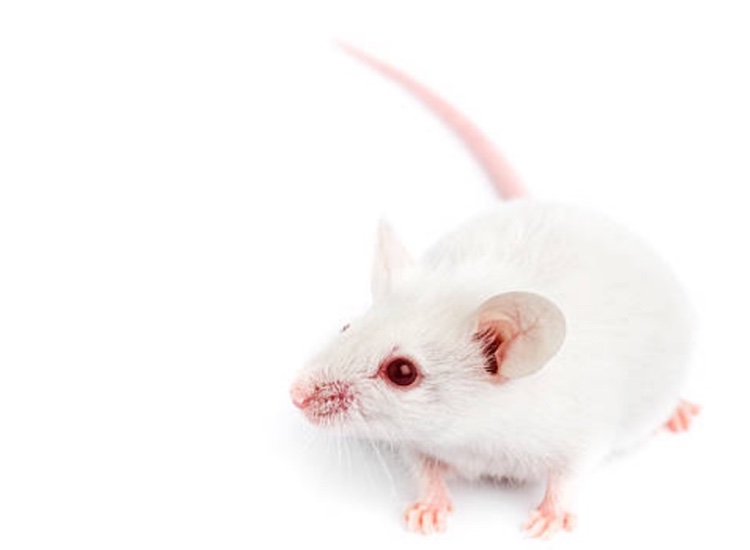 Is vegan testing the latest step towards cruelty-free beauty?