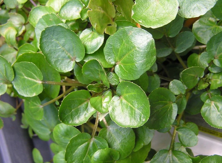 Is watercress the next big skin care ingredient?
