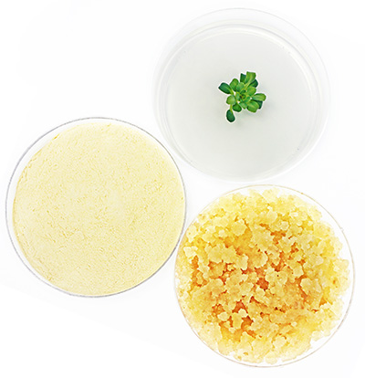 IVPT: New Plant Stem Cell Extracts