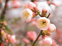 Japan – The heat is on