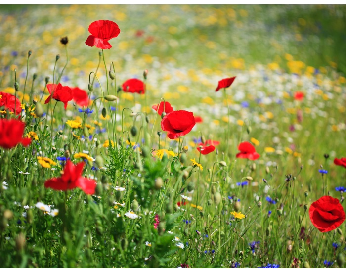Jo Malone London partners with Grow Wild to protect UK wildflowers
