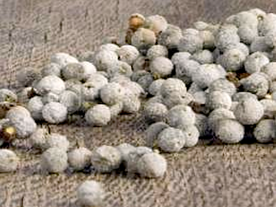 KahlWax isolates sustainable Myrica fruit wax