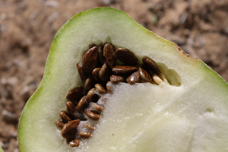 Kalahari melon oil is the moisturising hero your hair needs