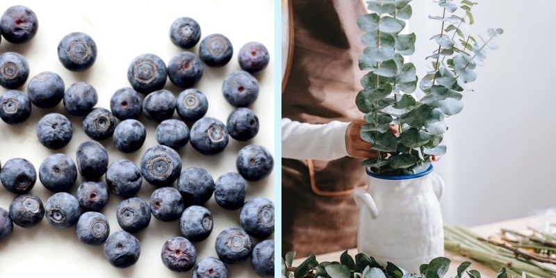 Kao taps eucalyptus and bilberry as next skin care hero ingredients