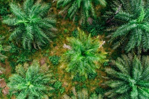 Kao to join Unilever and Geno’s venture to scale palm alternatives