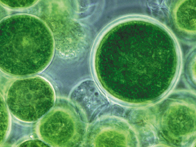 Kao to manufacture oils on a large scale with algae