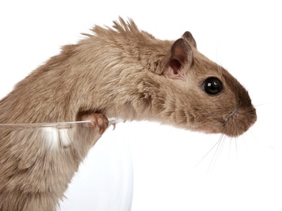 Korea to host alternative animal testing forum