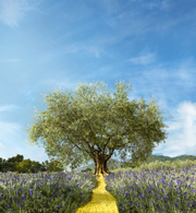 L'Occitane – local roots and global appeal