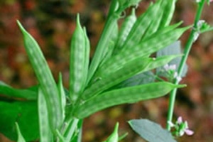 L'Oréal and Solvay promote sustainable guar beans