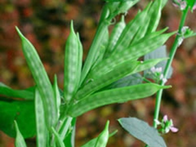 L'Oréal and Solvay promote sustainable guar beans