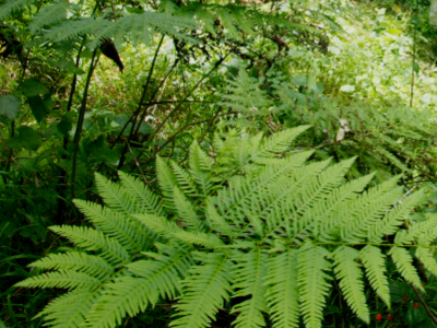 L\'Oréal commits to \'zero deforestation\' by 2020
