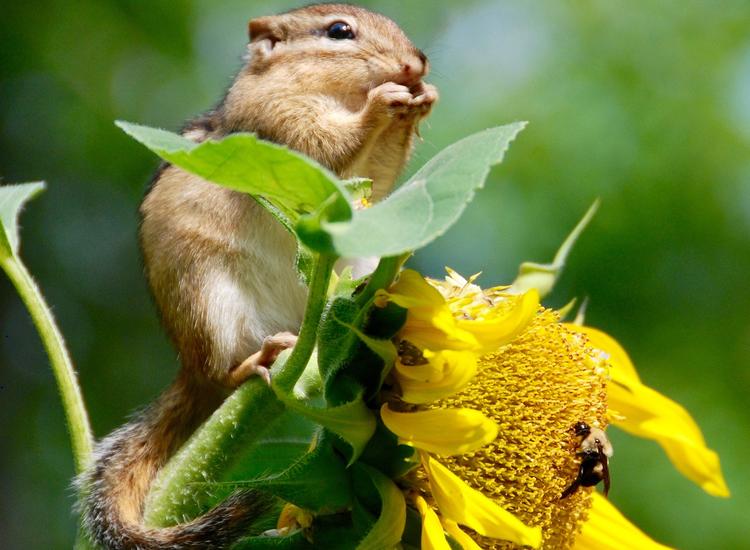 L’Oréal grows biodiversity across the UK with The Real Wild Estates Company