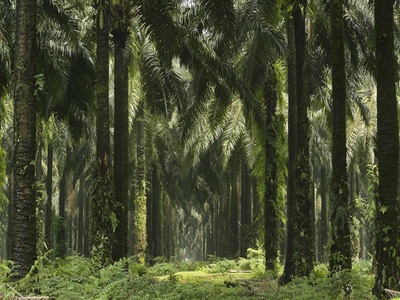 L’Oréal to 'disengage' from uncommitted palm oil suppliers
